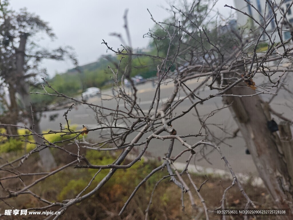 山间蜿蜒公路旁树木景致