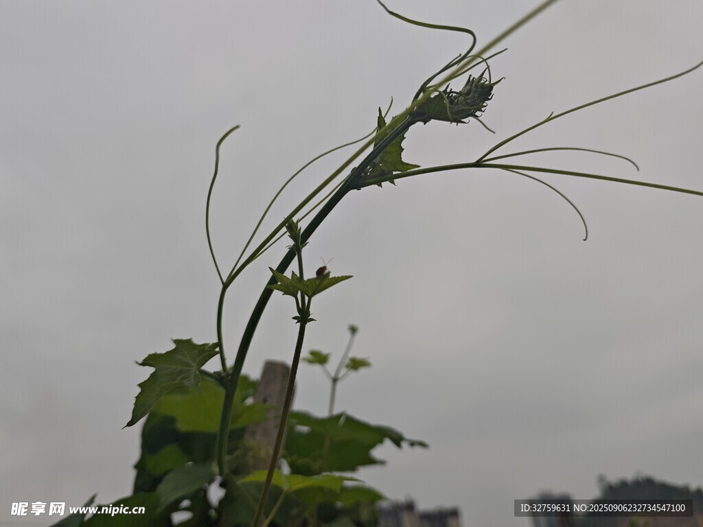 藤蔓植物的空中姿态