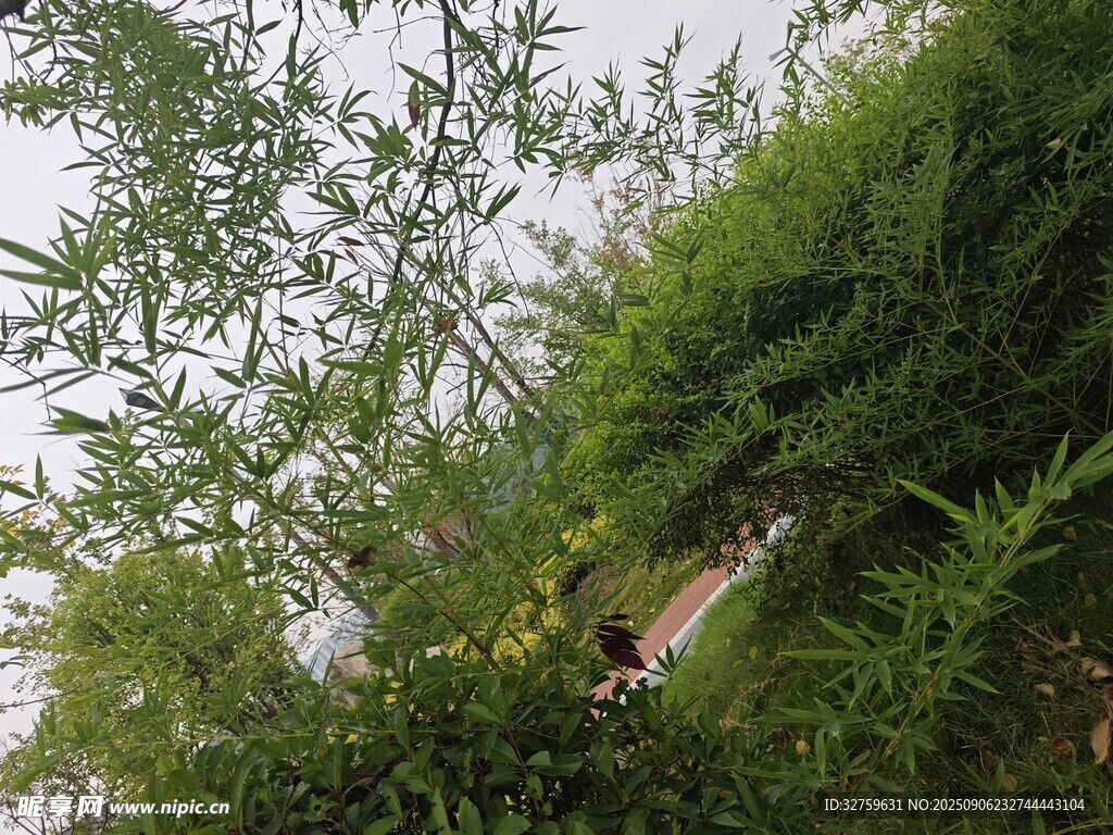林间小径