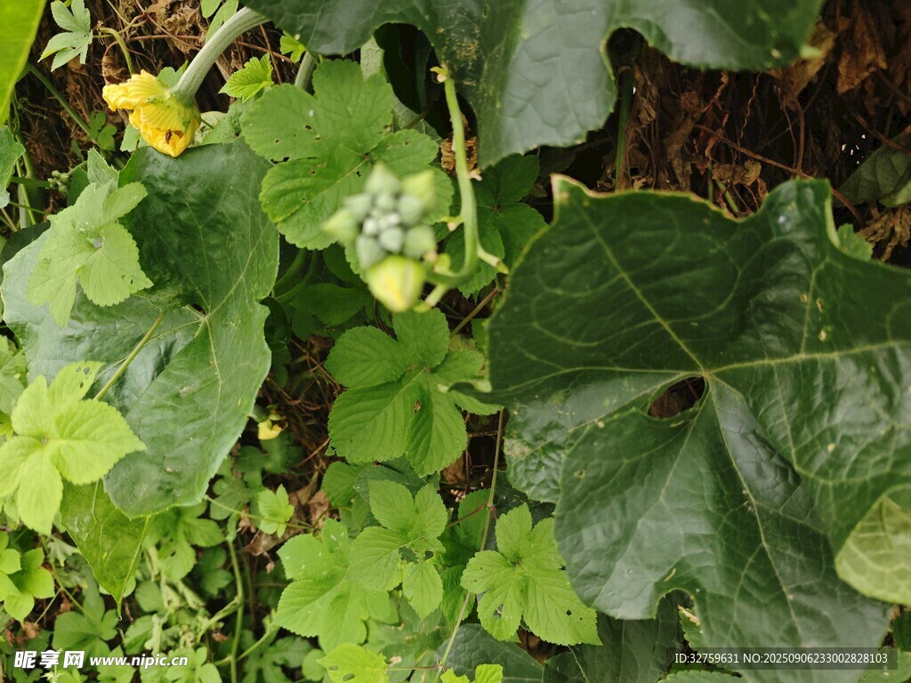 绿叶黄花植物特写