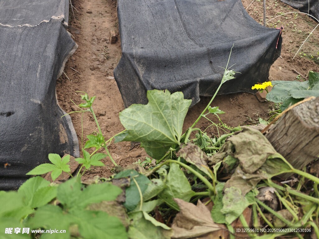 草莓植株与黑色地膜场景