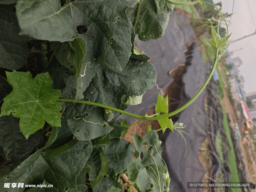 藤蔓植物的翠绿枝叶