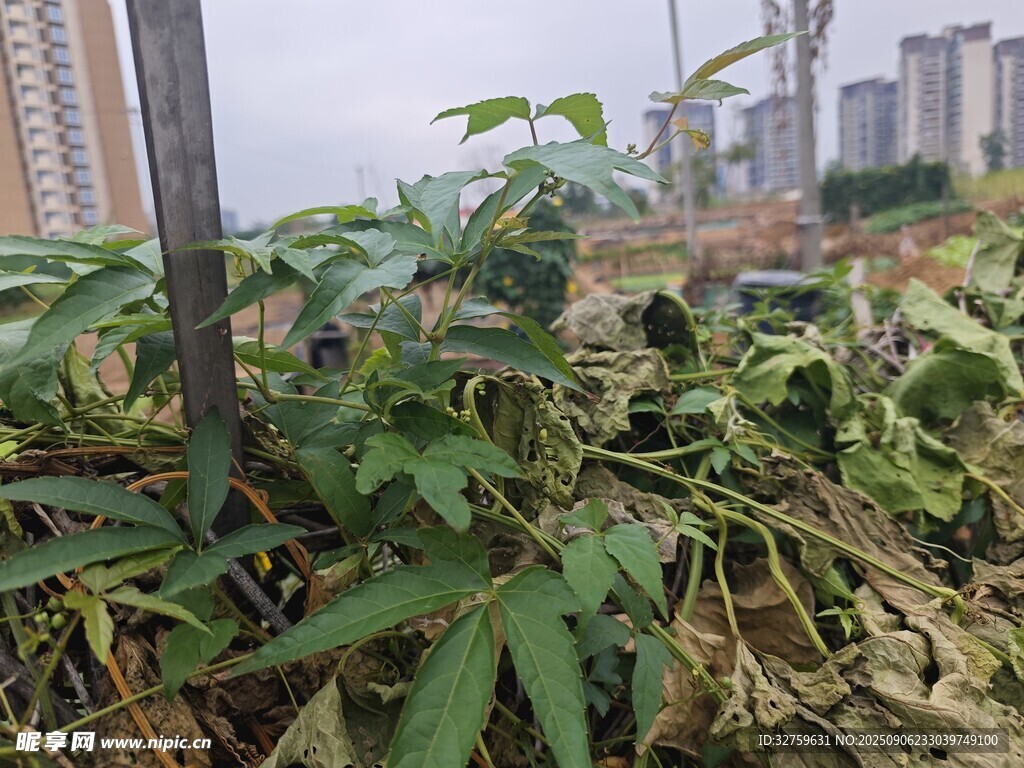 城市中的野生植物景观