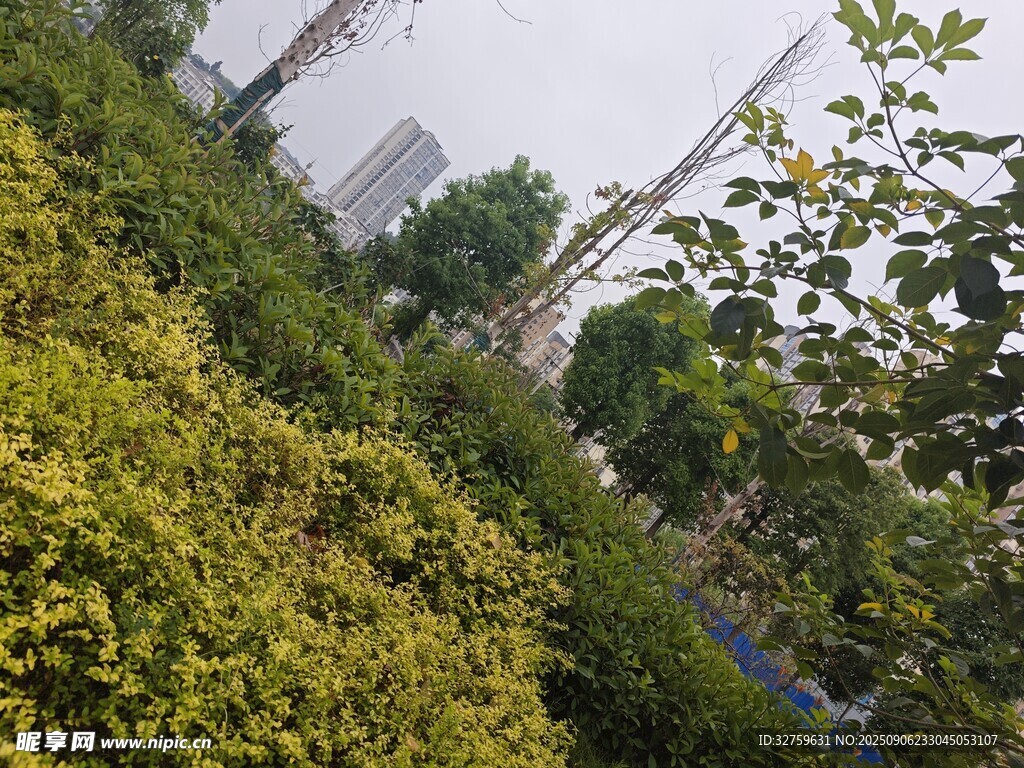 城市中葱郁的绿植景观
