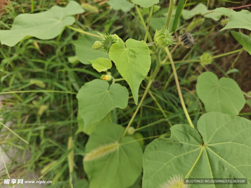 绿叶藤蔓植物特写