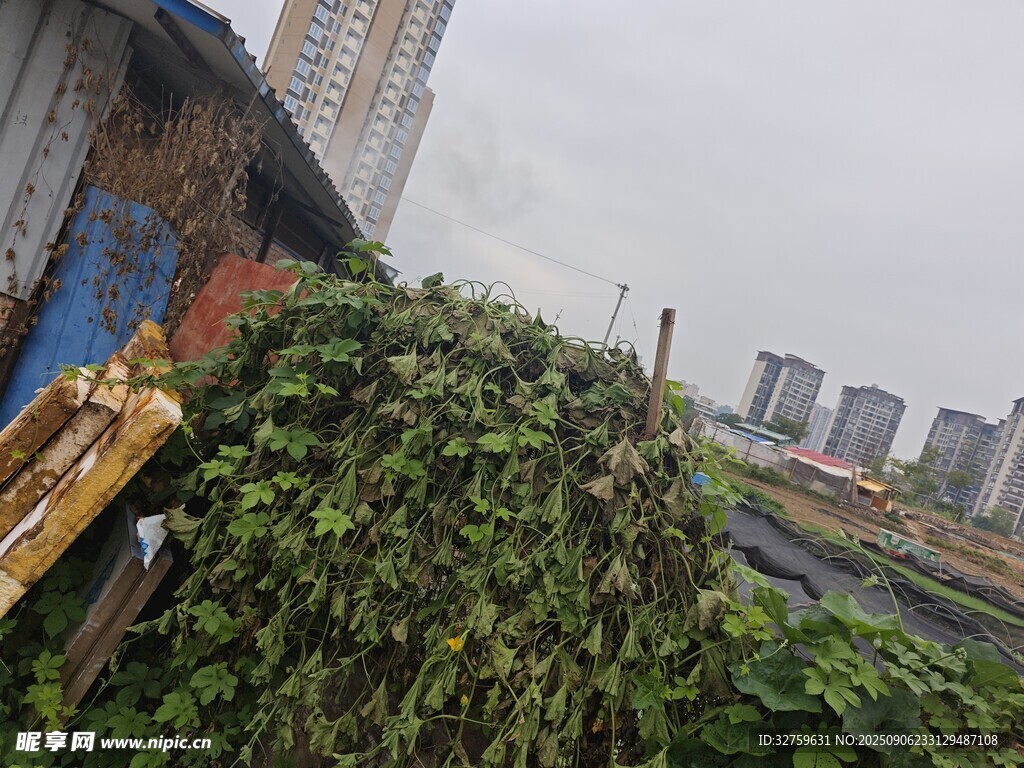 城市角落的繁茂绿植