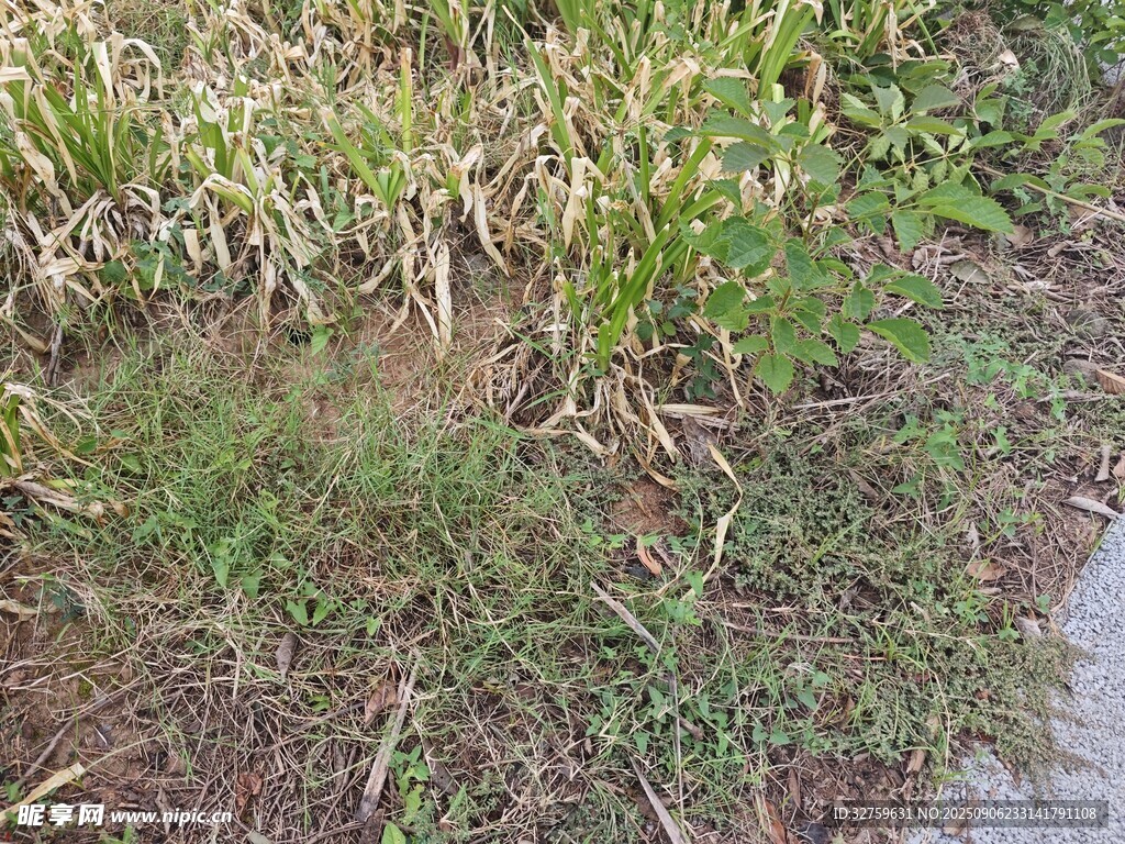 路边草地景象