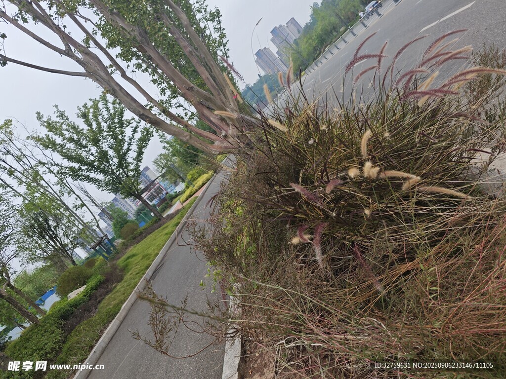 路边绿植景观