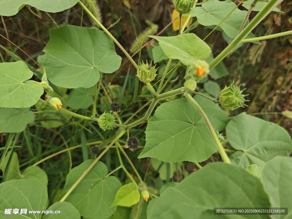 绿叶黄花的植物特写