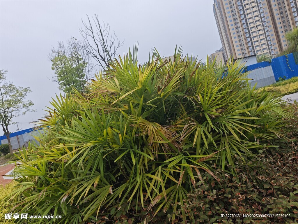 户外翠绿丛生植物景观