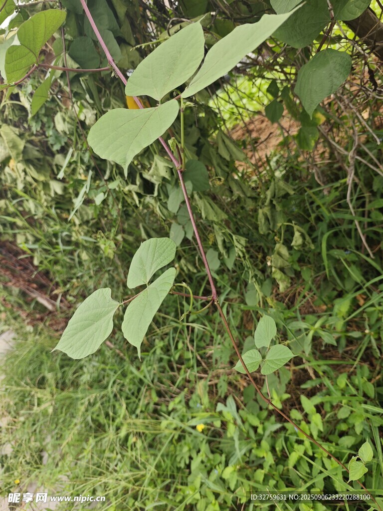 野外繁茂的绿色植物景象