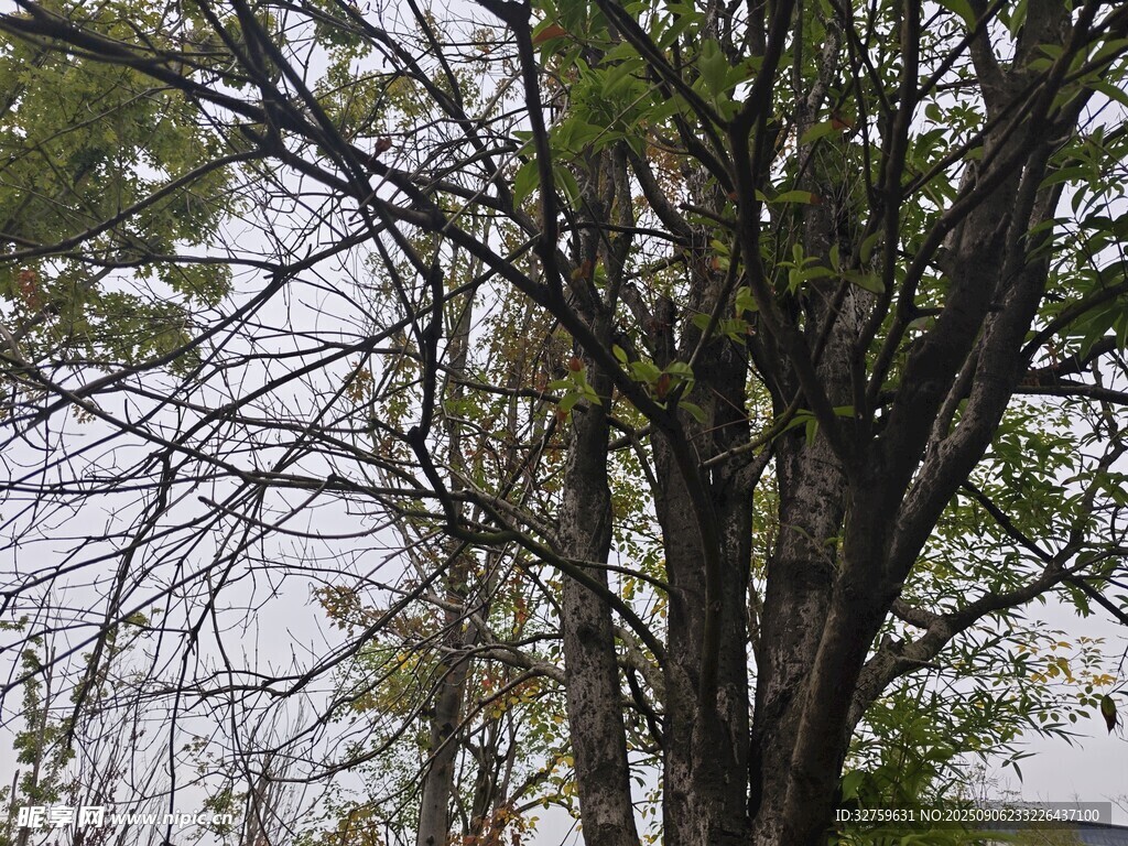 高大树木枝叶繁茂景象