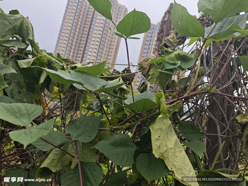 城市中的繁茂绿植