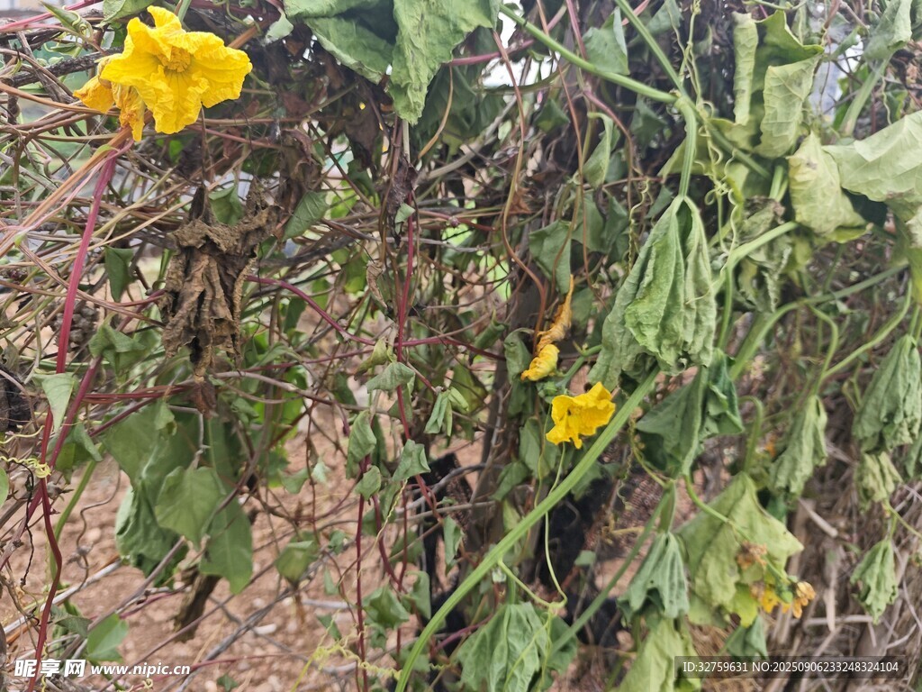 藤蔓上的黄色小花
