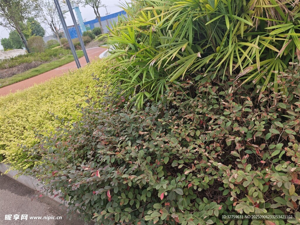 路边绿植景观