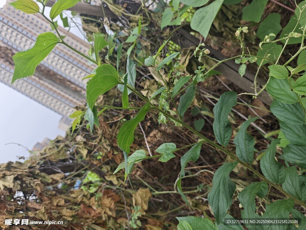 墙边繁茂绿植