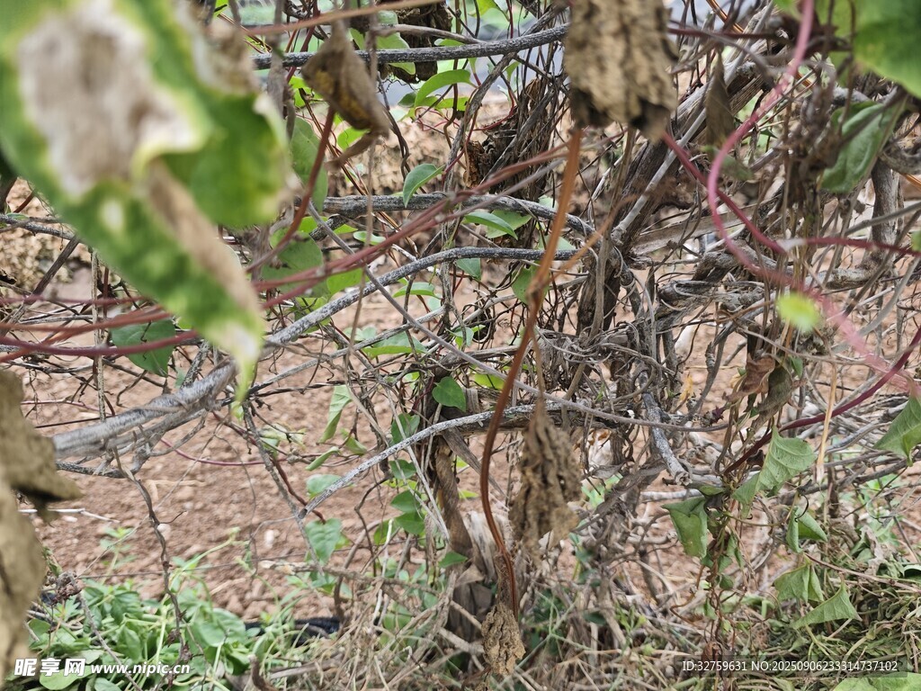 杂乱缠绕的植物藤蔓