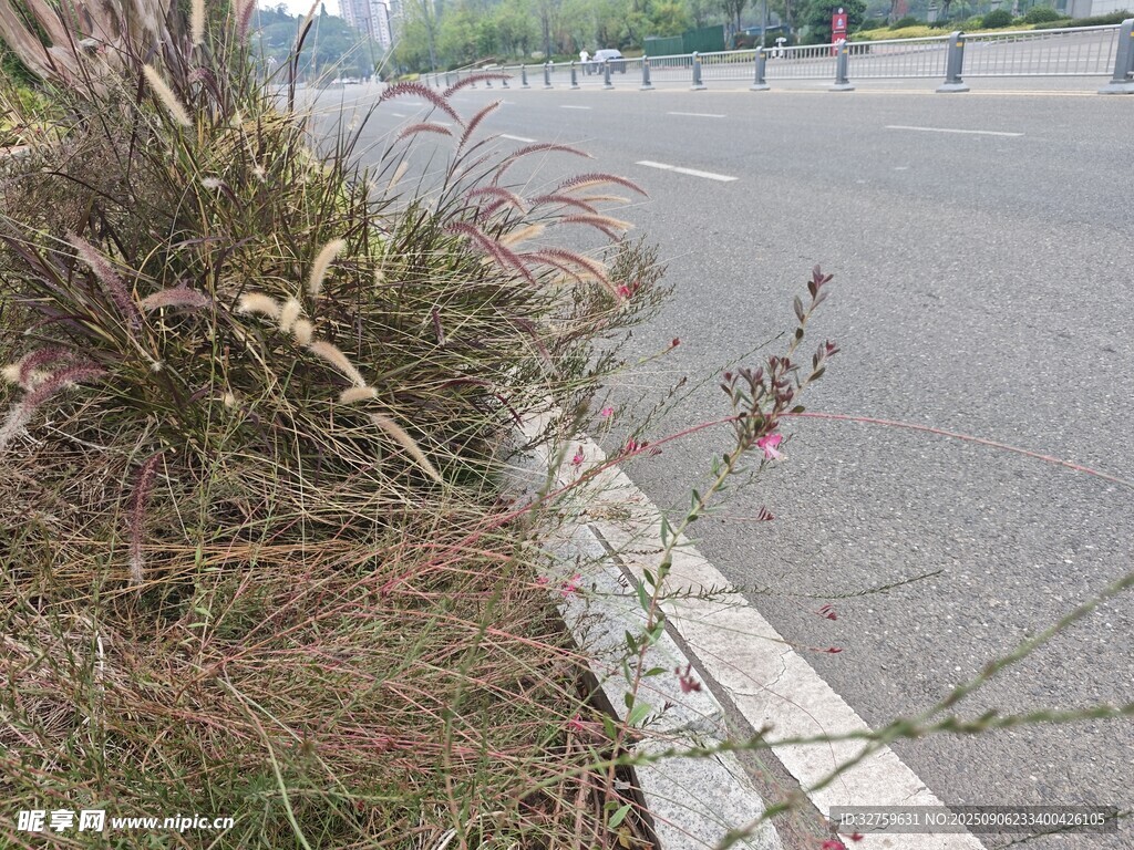 路边植物与道路边缘景象