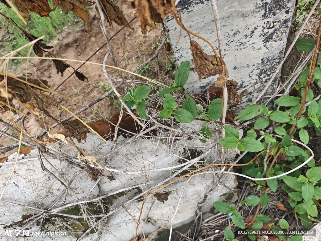 地面杂草与枯枝景象