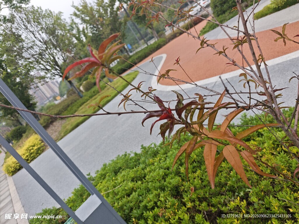 庭院绿植景观一角