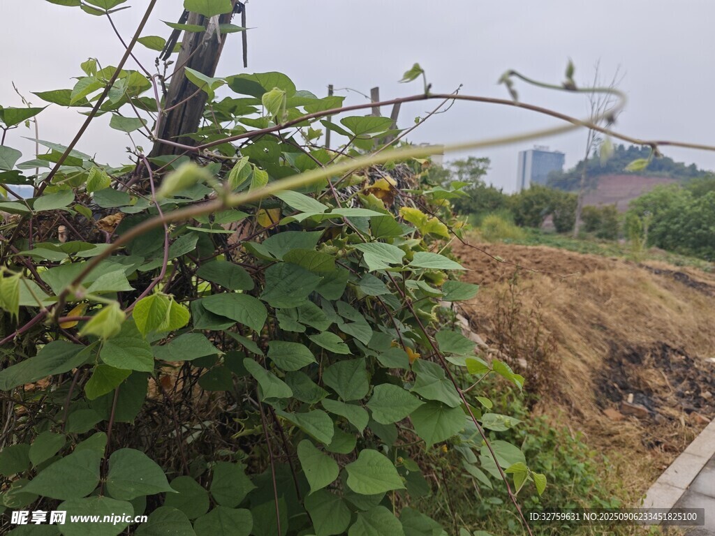 路边蔓藤植物与背景建筑