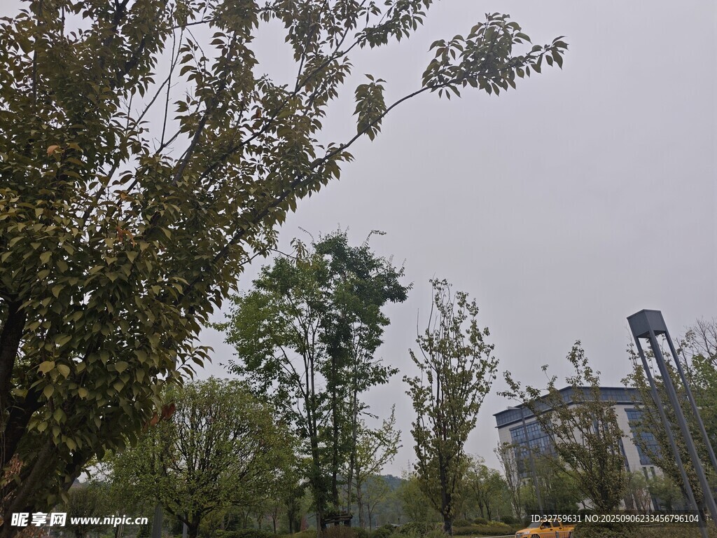 城市中的绿树景观