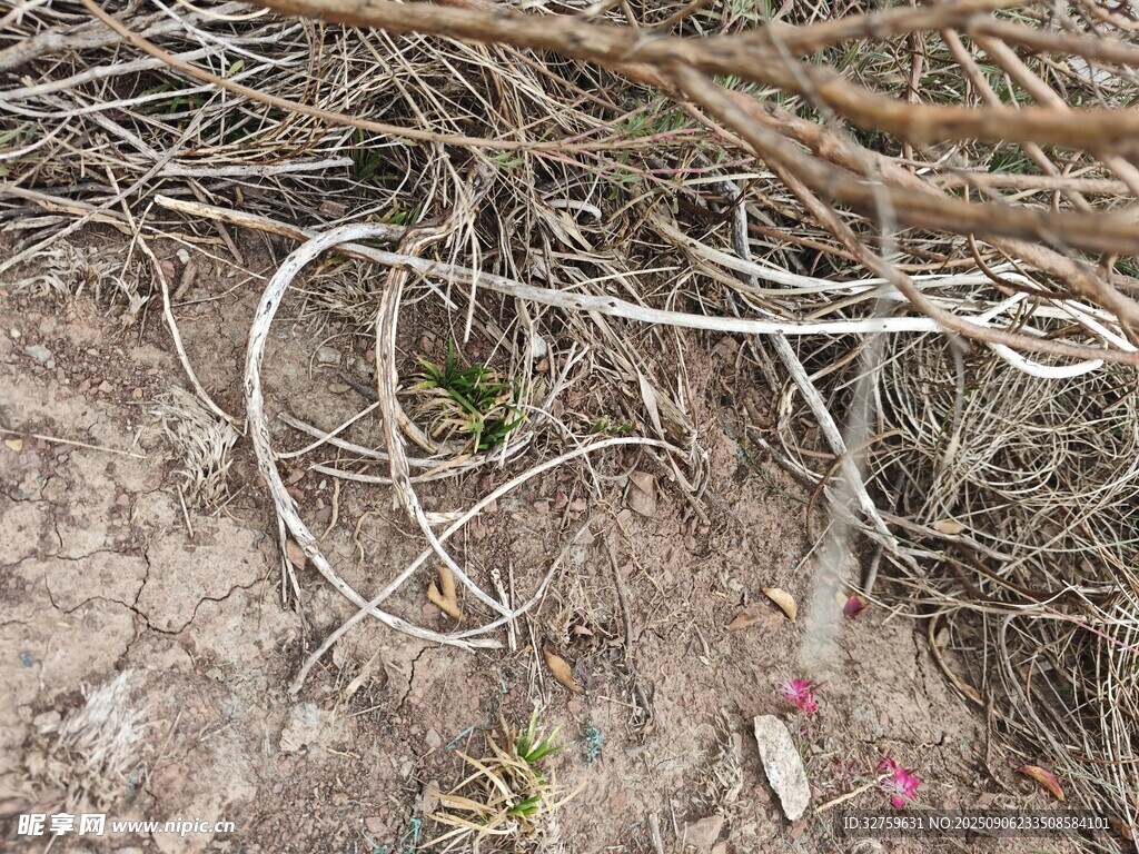 地面上杂乱的干枯树枝