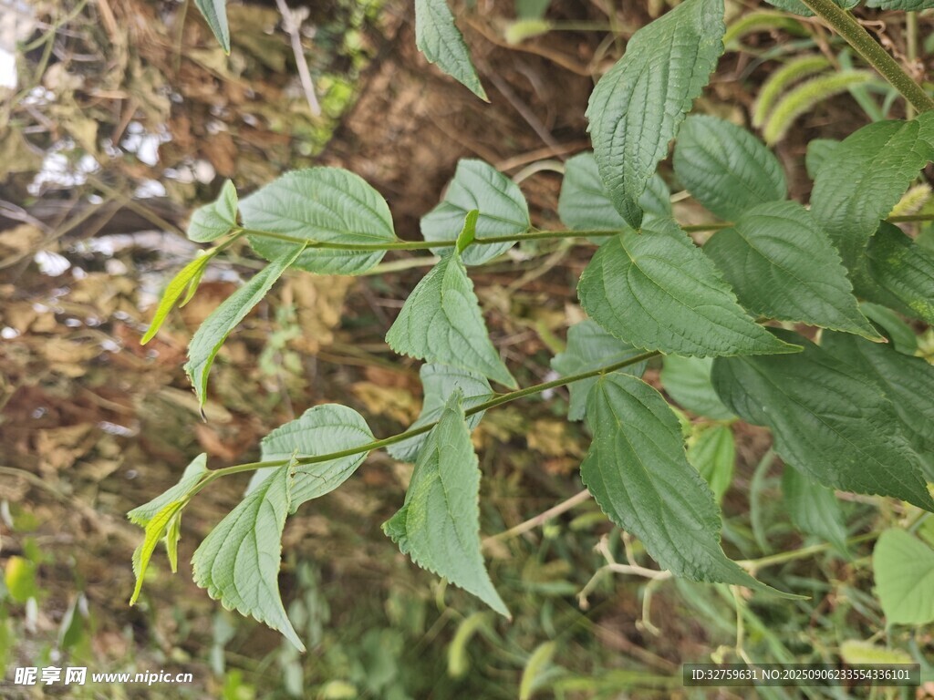 绿叶植物特写