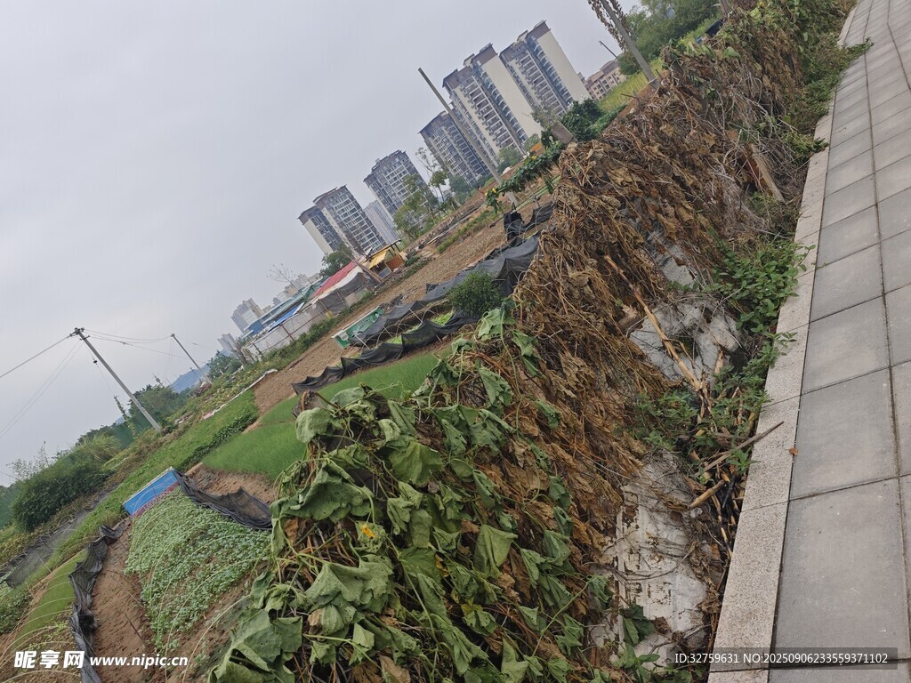 城市边的荒废农田景观