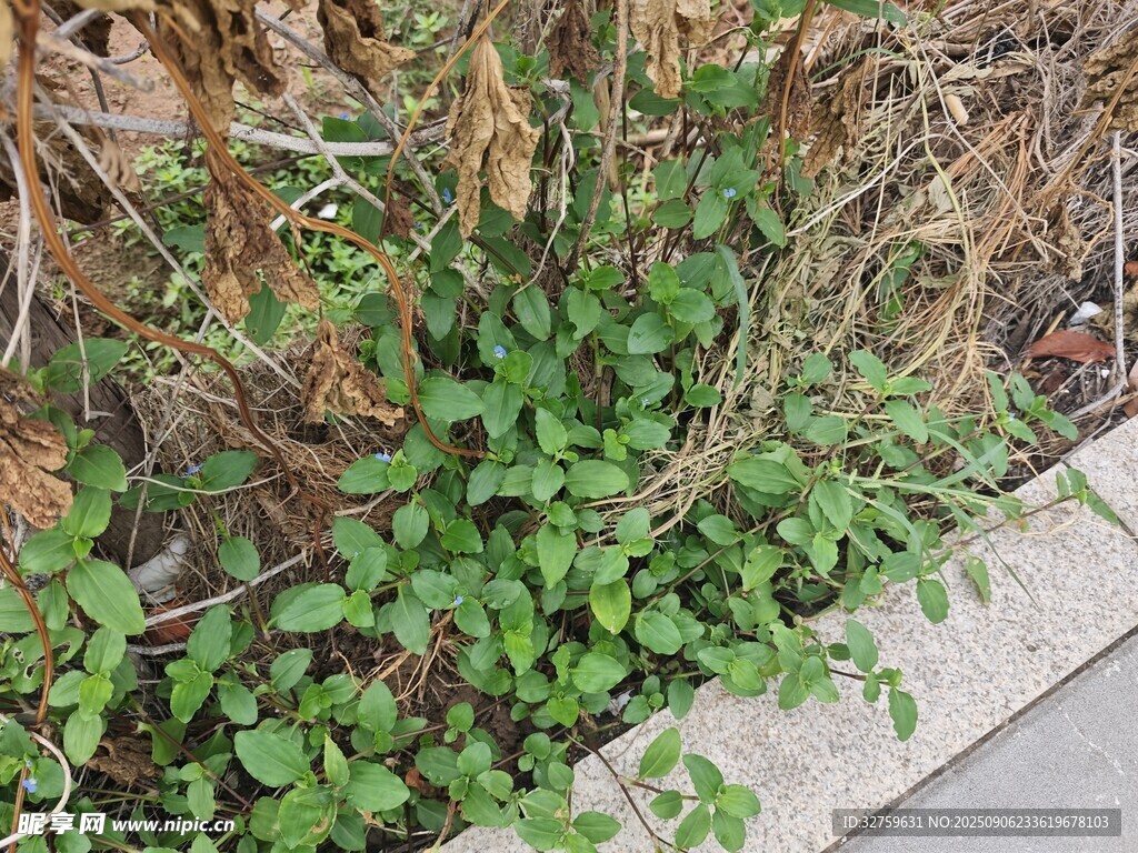 路边生长的绿色植物