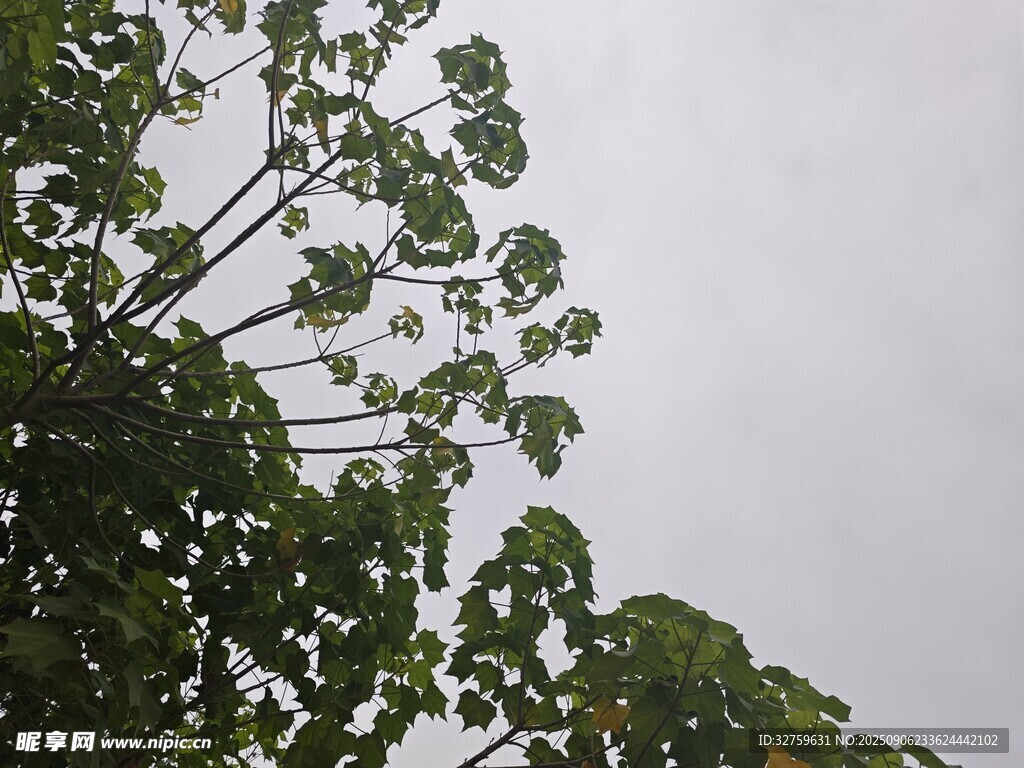 枝叶繁茂的树木