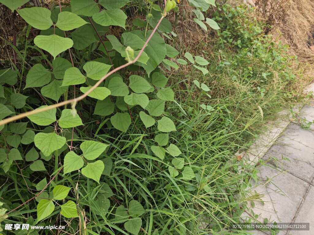 路边翠绿藤蔓植物景象
