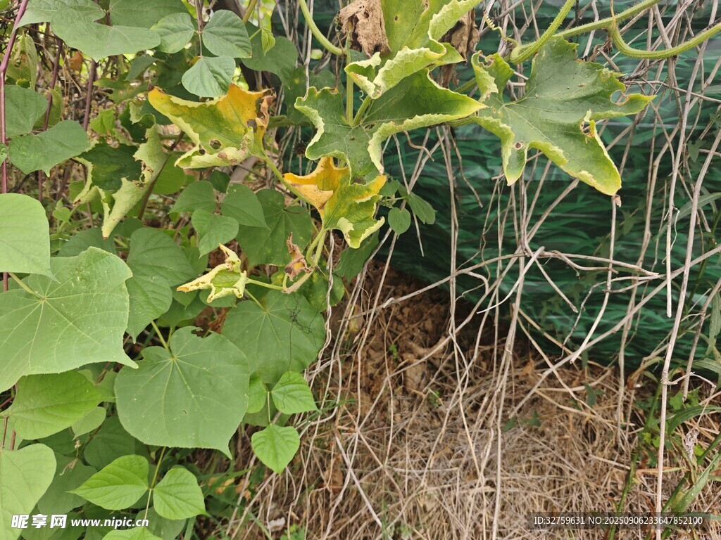 藤蔓植物缠绕在金属架上