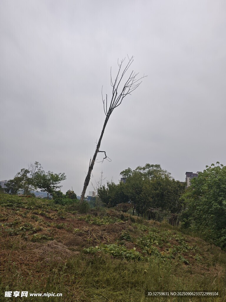 倾斜枯树立于野地