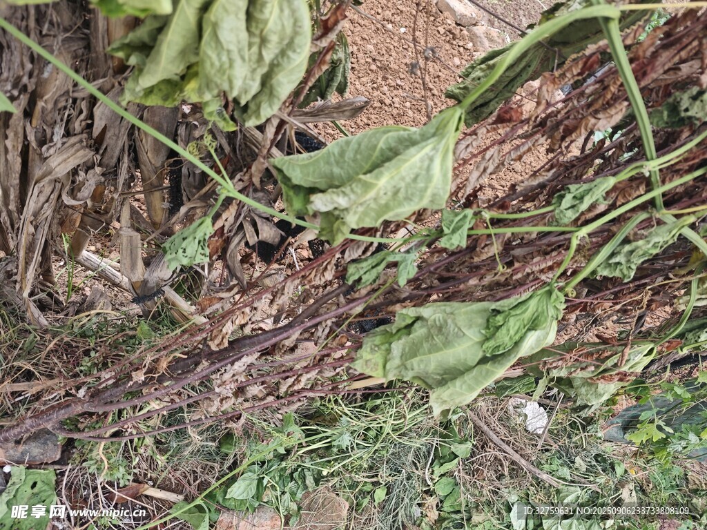 地面上的绿植与根系
