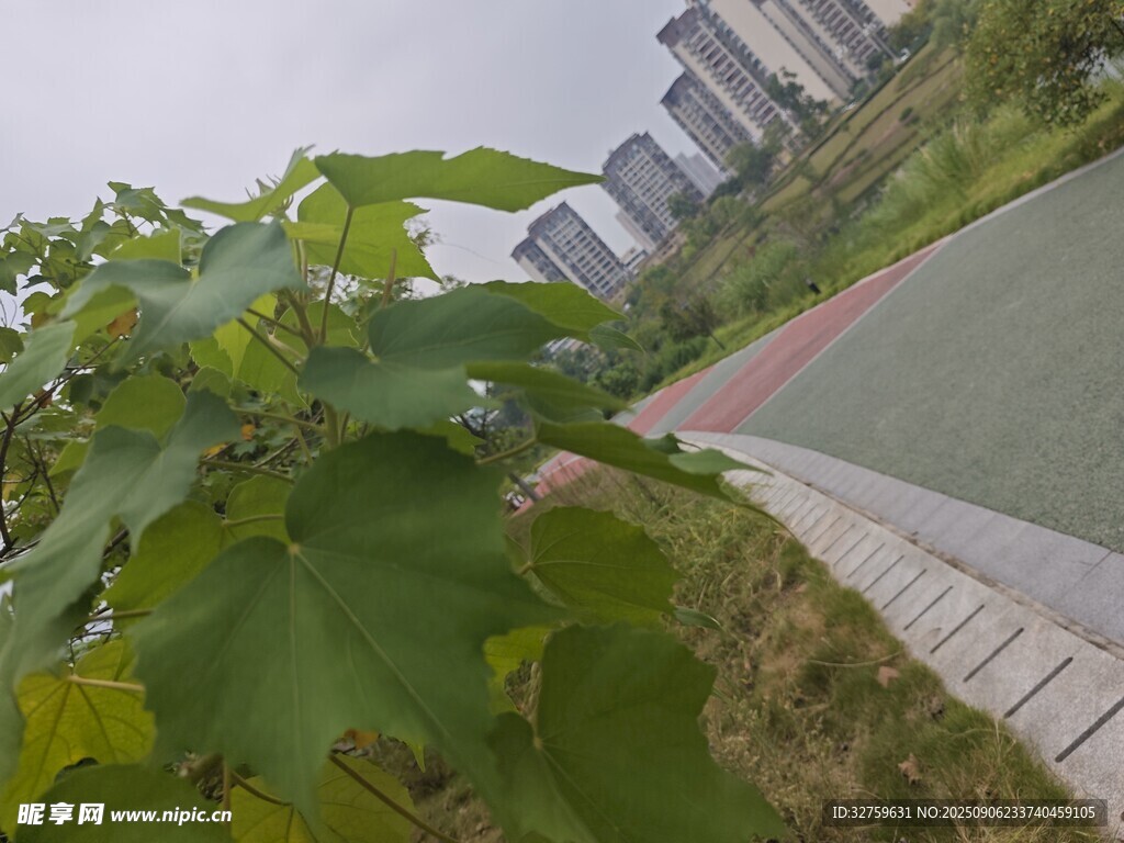 路边绿植与远处建筑景观