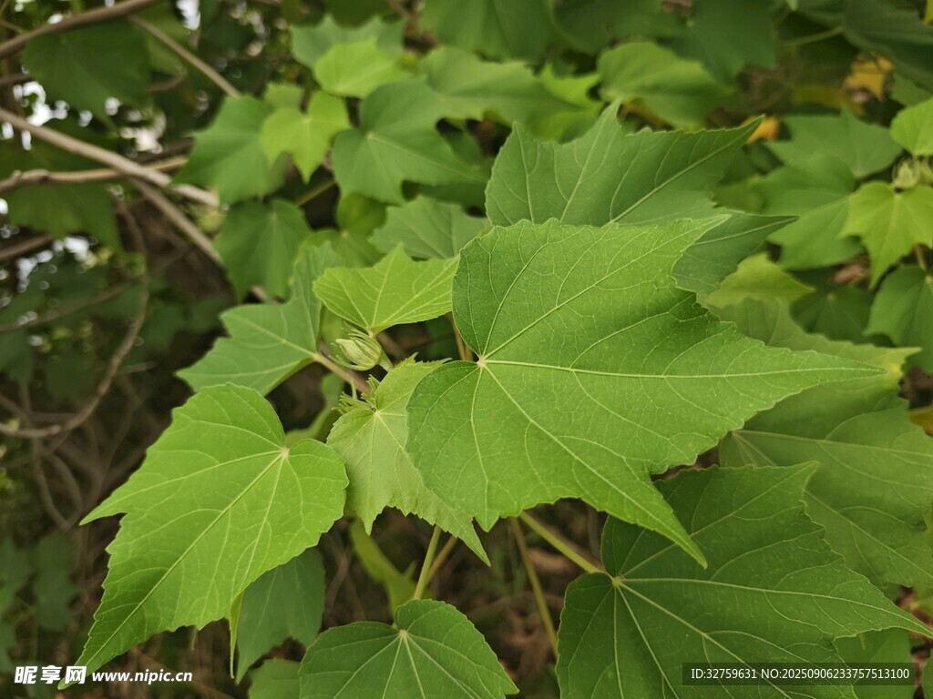 翠绿枫叶植物特写