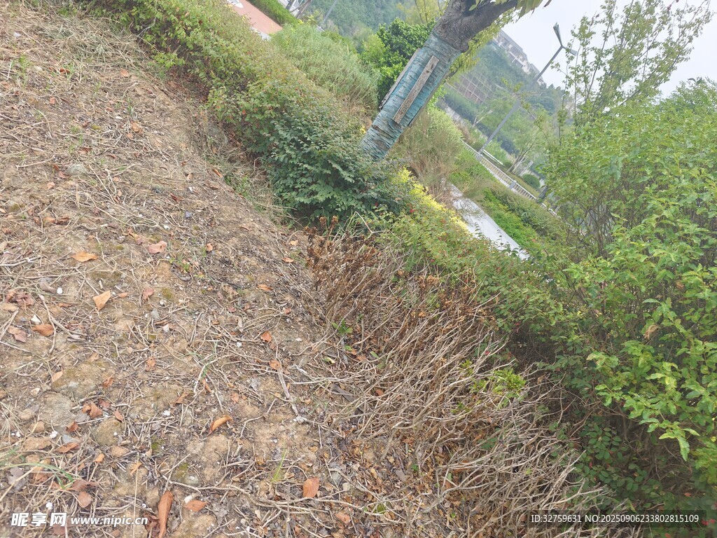 户外草地旁的绿植景观