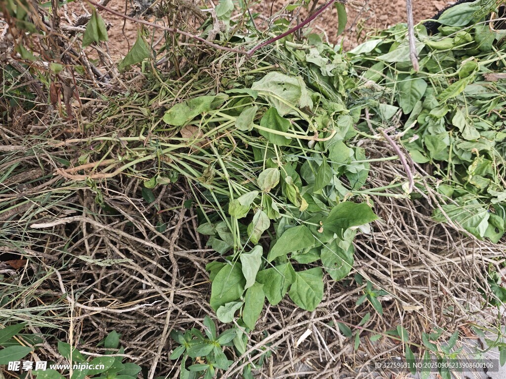 杂乱绿植与藤蔓堆集