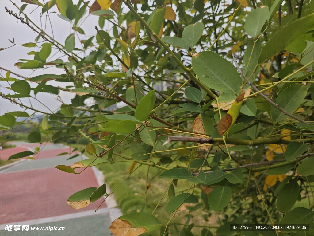 路边绿叶繁茂的植物