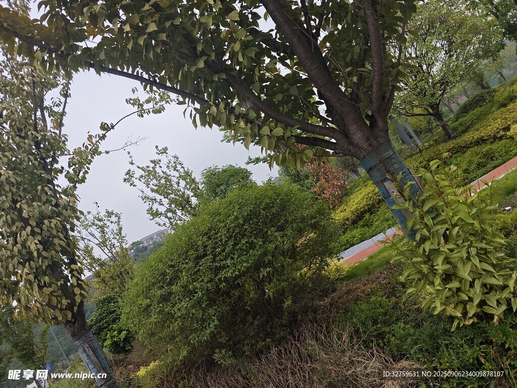 园林绿植景观