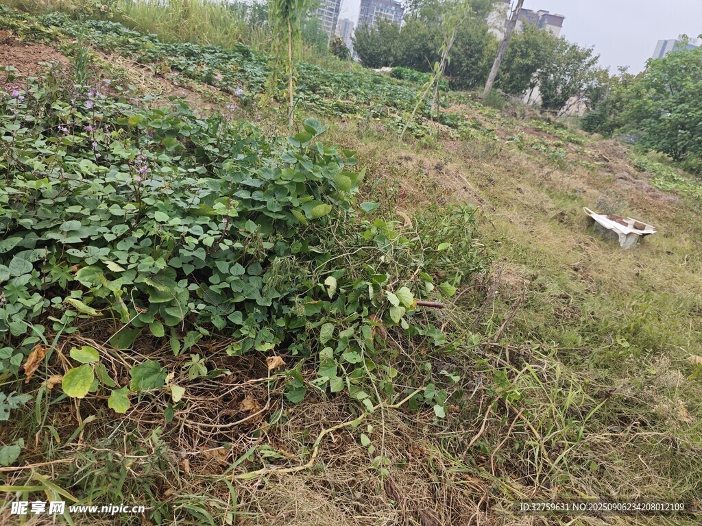 山坡上的繁茂绿植