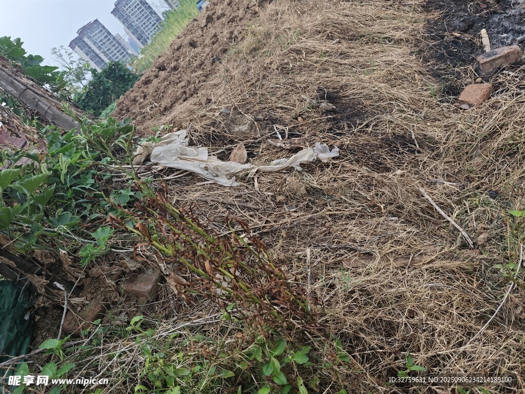 土堆中的疑似动物尸骨