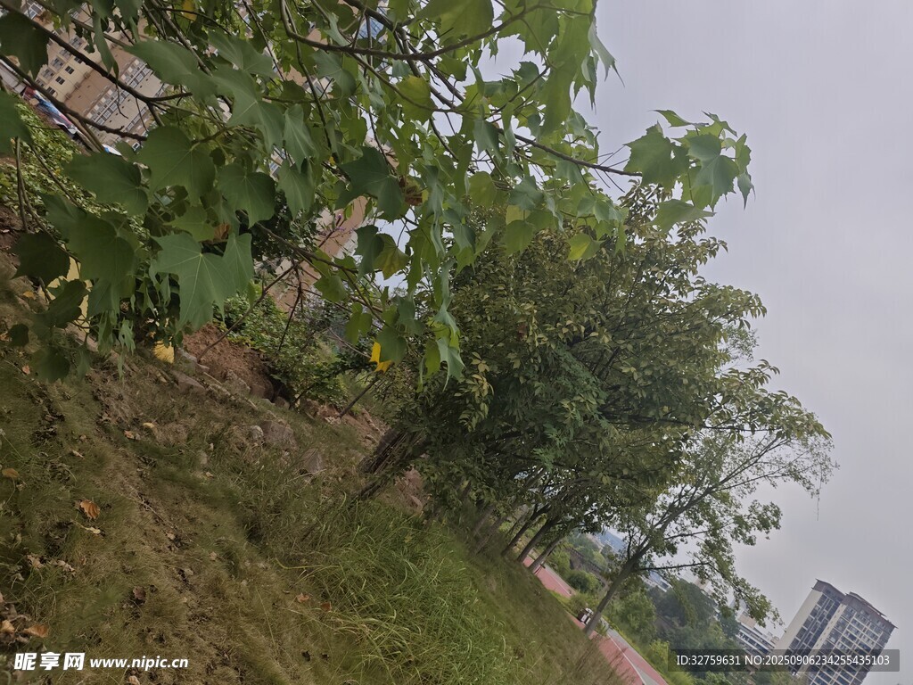 户外绿植景观