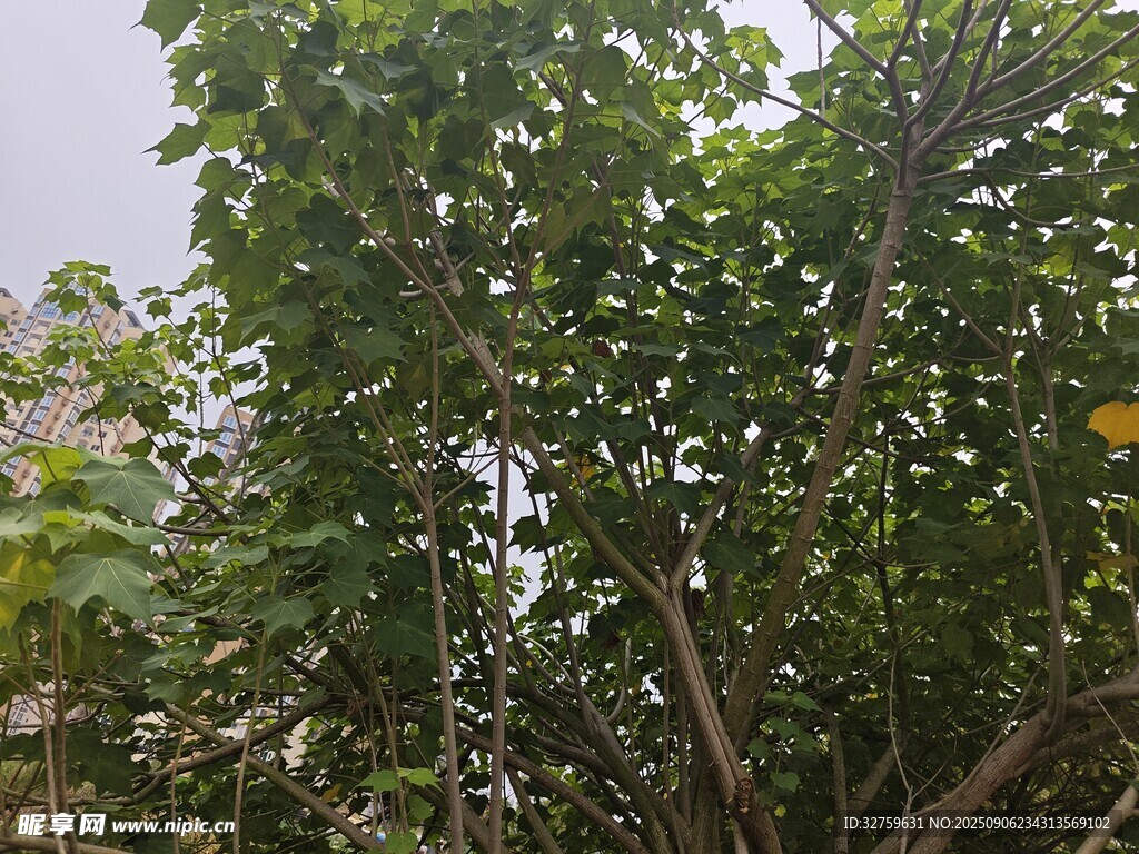 繁茂绿树 