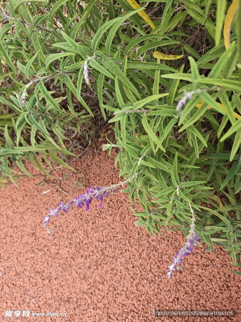 草丛中绽放的紫色小花