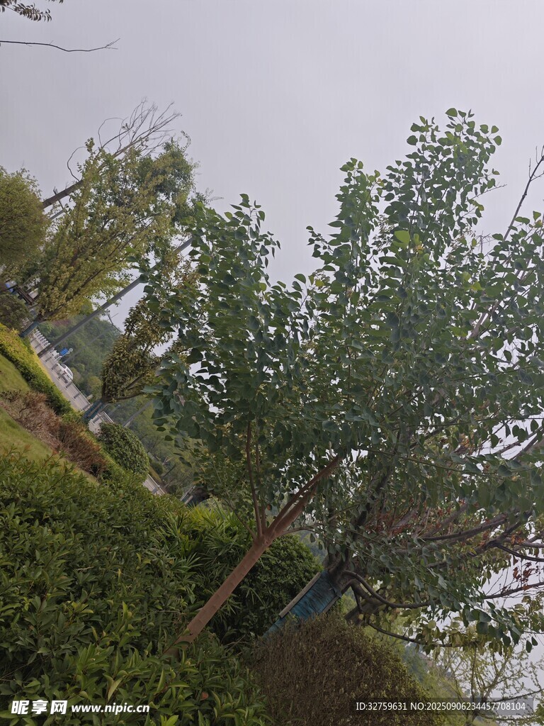 雨中河畔绿树景致