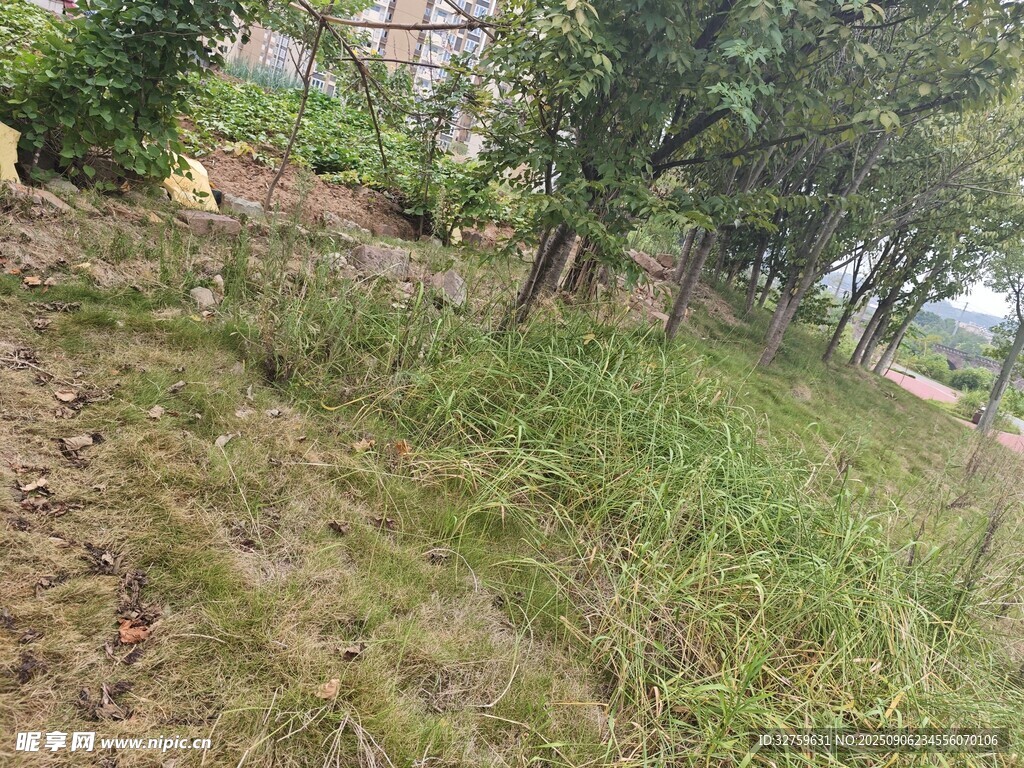 户外草地树木自然景象