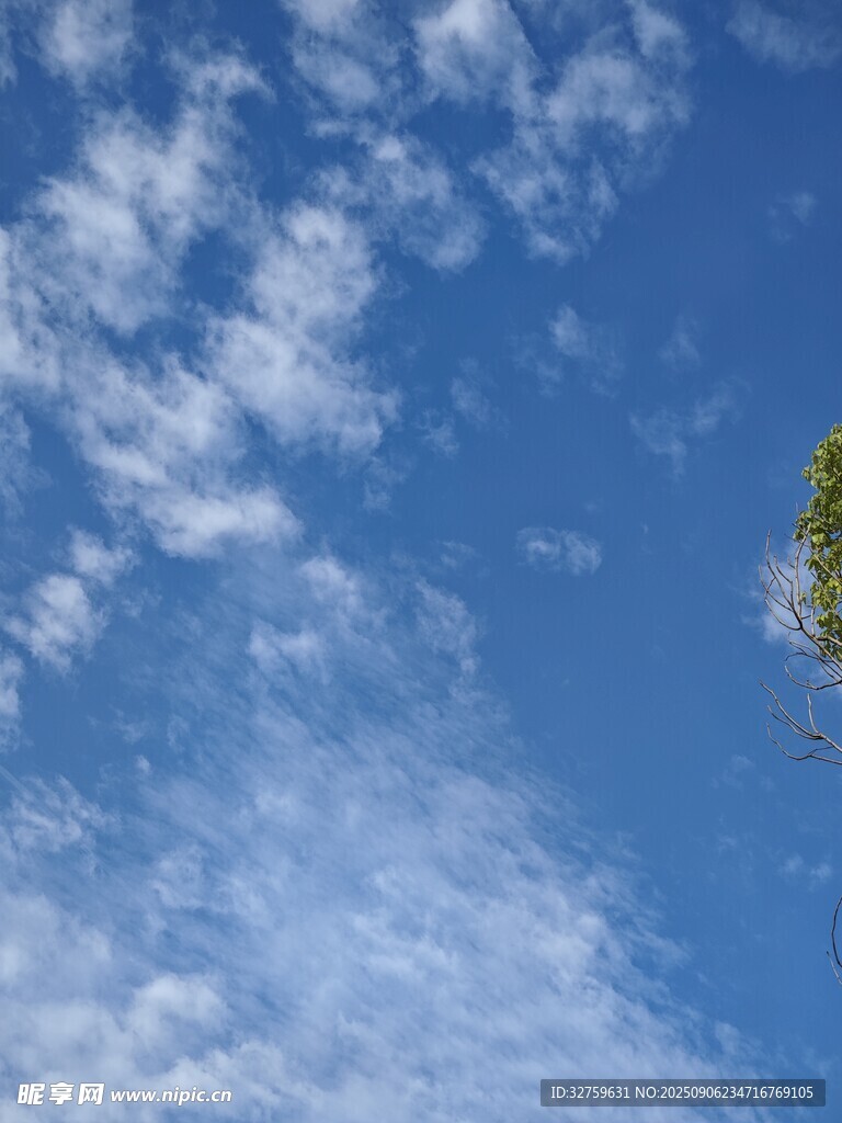 蓝天飘白云与树梢
