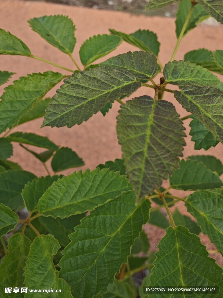 绿叶植物特写